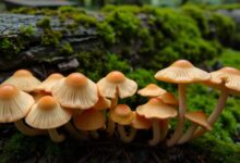 Jamur Ascomycota dan Contohnya
